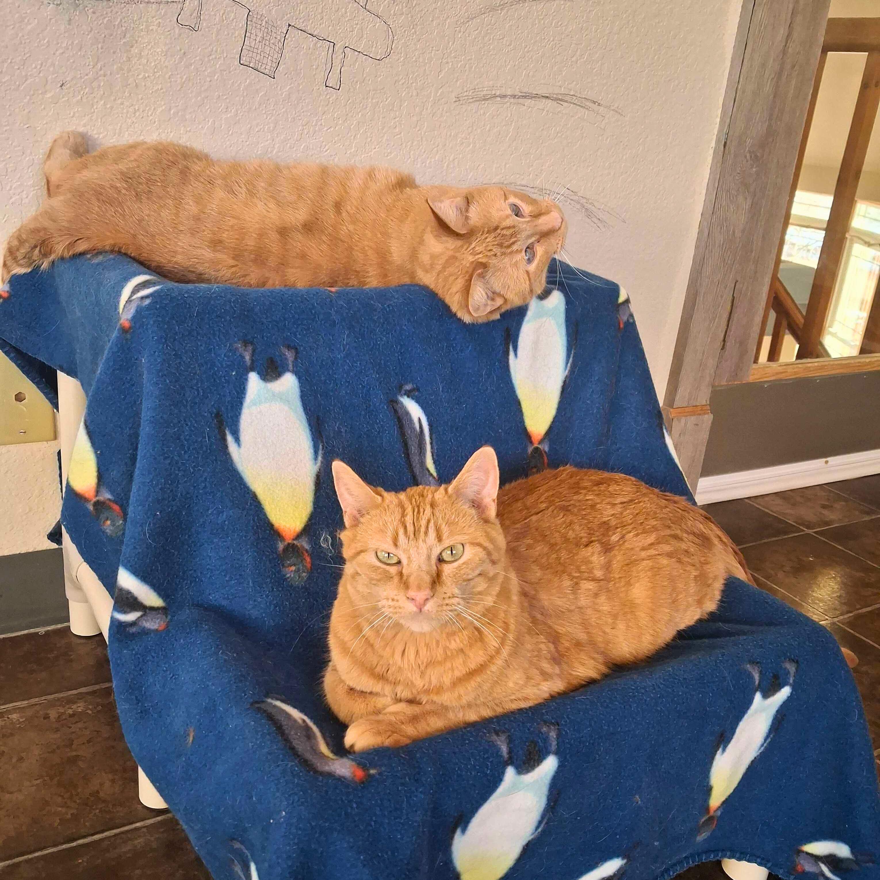 Cinnamon & Toast, Adoptable, Senior Female Domestic Short Hair.