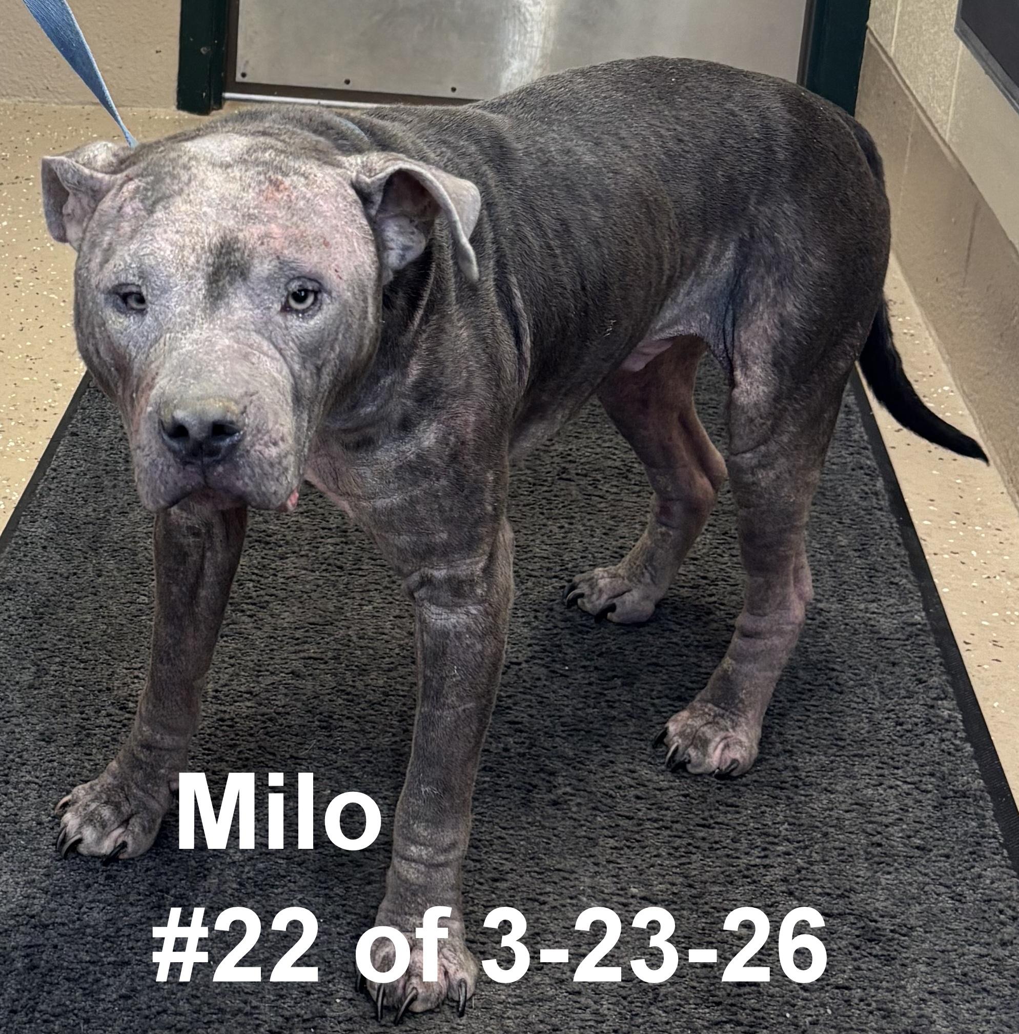 Milo #22 of 3-23-26, ADOPTABLE, Adult Male Pit Bull Terrier.