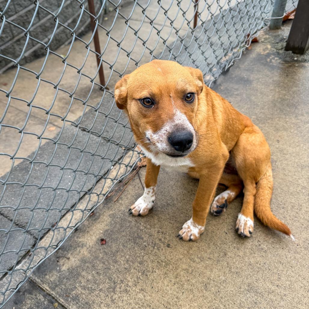 Enlarge Davina, a Adoptable mixed breed in Gainesville, GA image 1/6