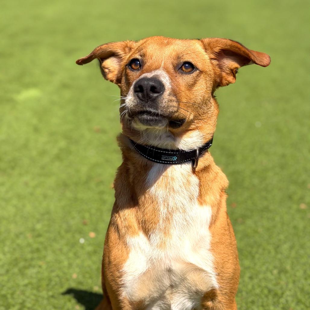 Enlarge Davina, a Adoptable mixed breed in Gainesville, GA image 3/6