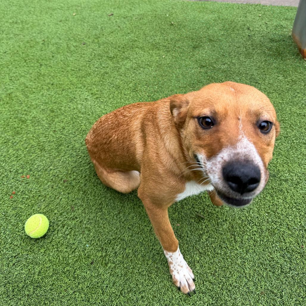 Enlarge Davina, a Adoptable mixed breed in Gainesville, GA image 4/6