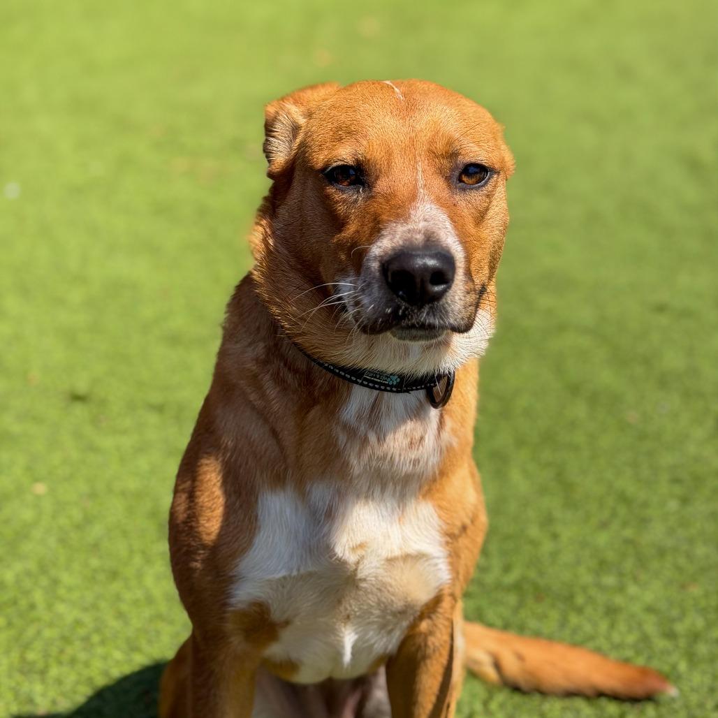 Enlarge Davina, a Adoptable mixed breed in Gainesville, GA image 5/6