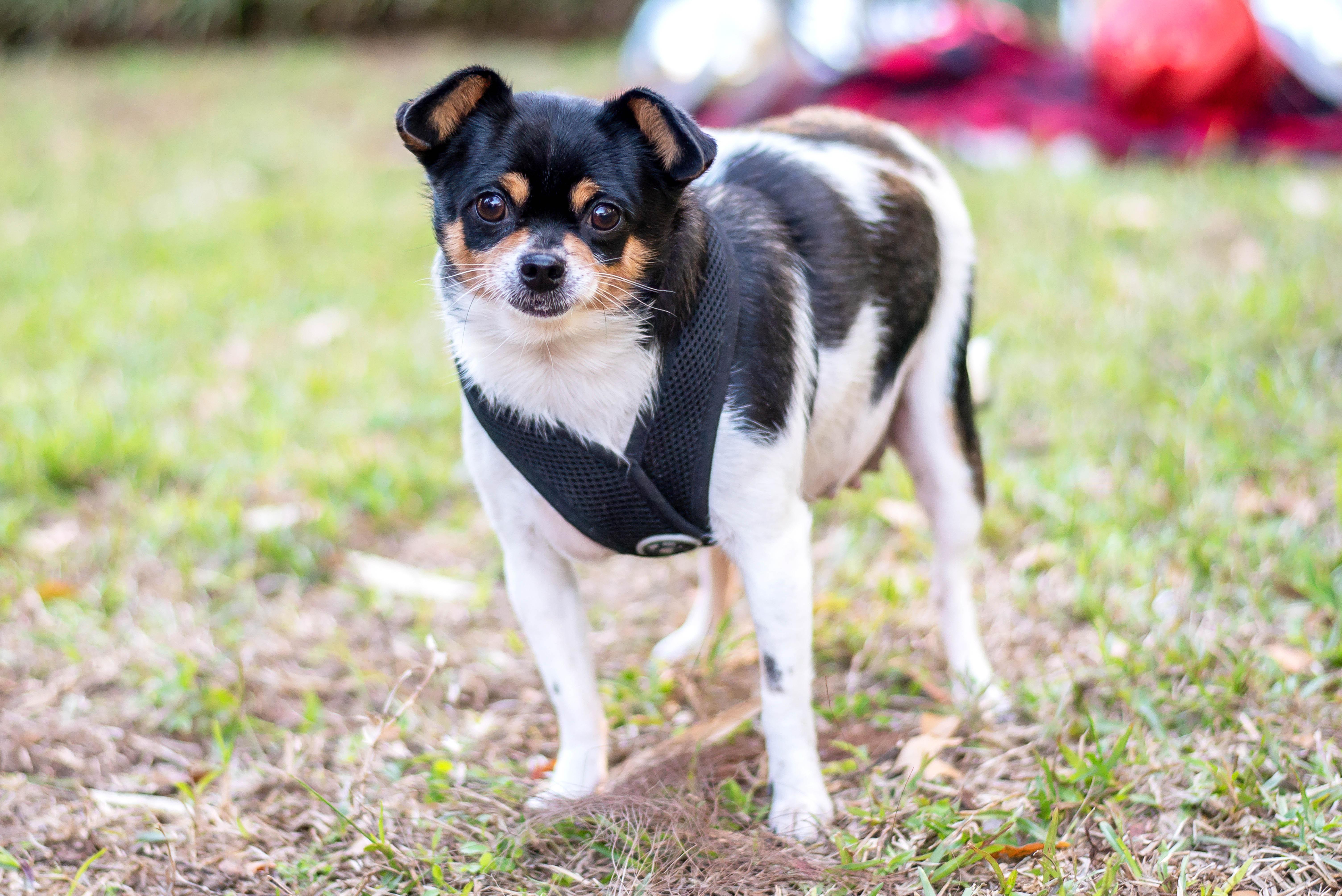 Barbie, Adoptable, Senior Female Chihuahua.