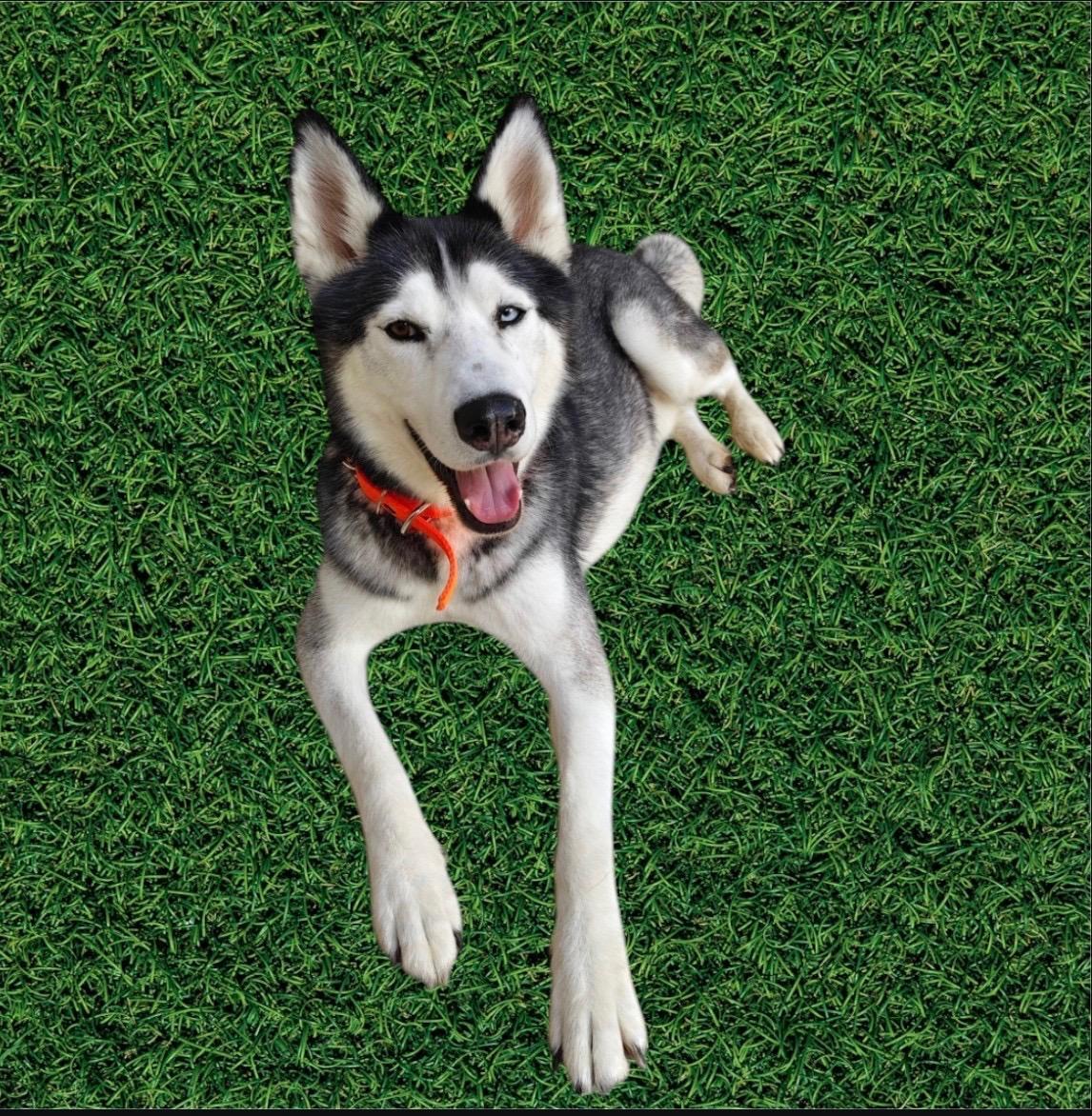 Enlarge CASPER, a ADOPTABLE Husky in Rowland Heights, CA image 1/4