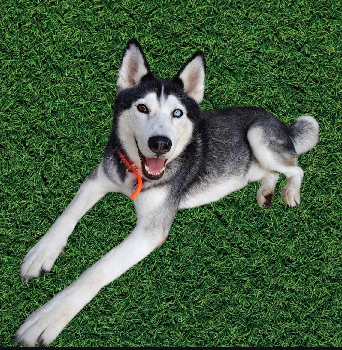 Enlarge CASPER, a ADOPTABLE Husky in Rowland Heights, CA image 2/4