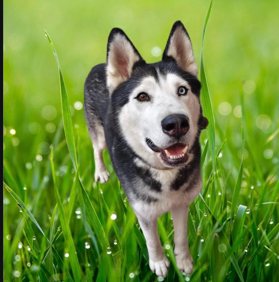 Enlarge CASPER, a ADOPTABLE Husky in Rowland Heights, CA image 3/4