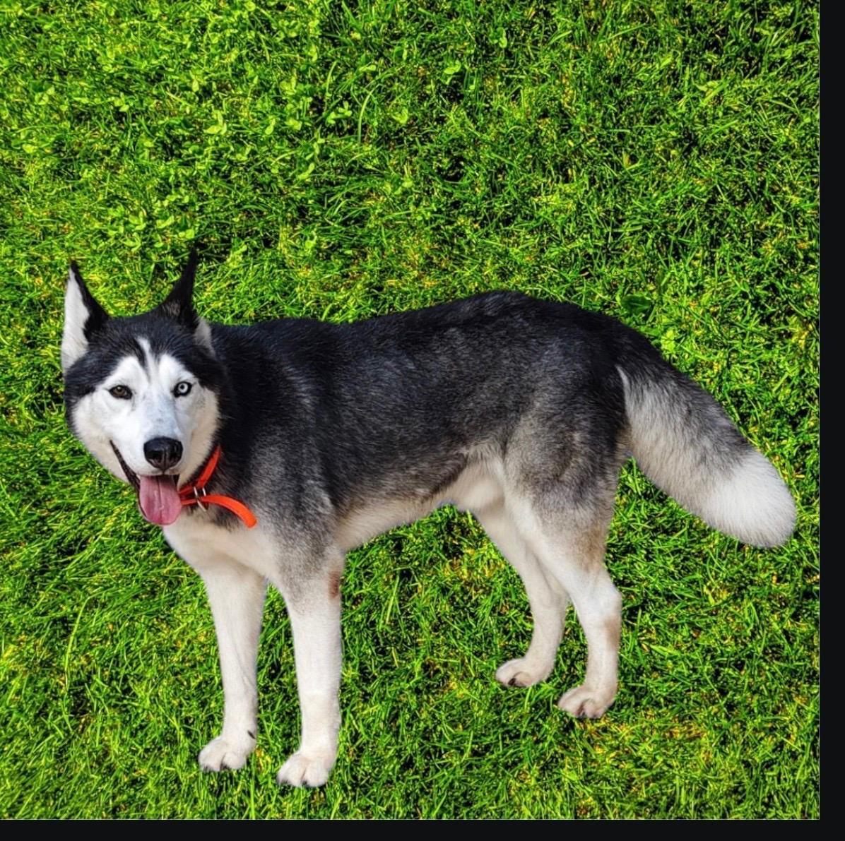 Enlarge CASPER, a ADOPTABLE Husky in Rowland Heights, CA image 4/4