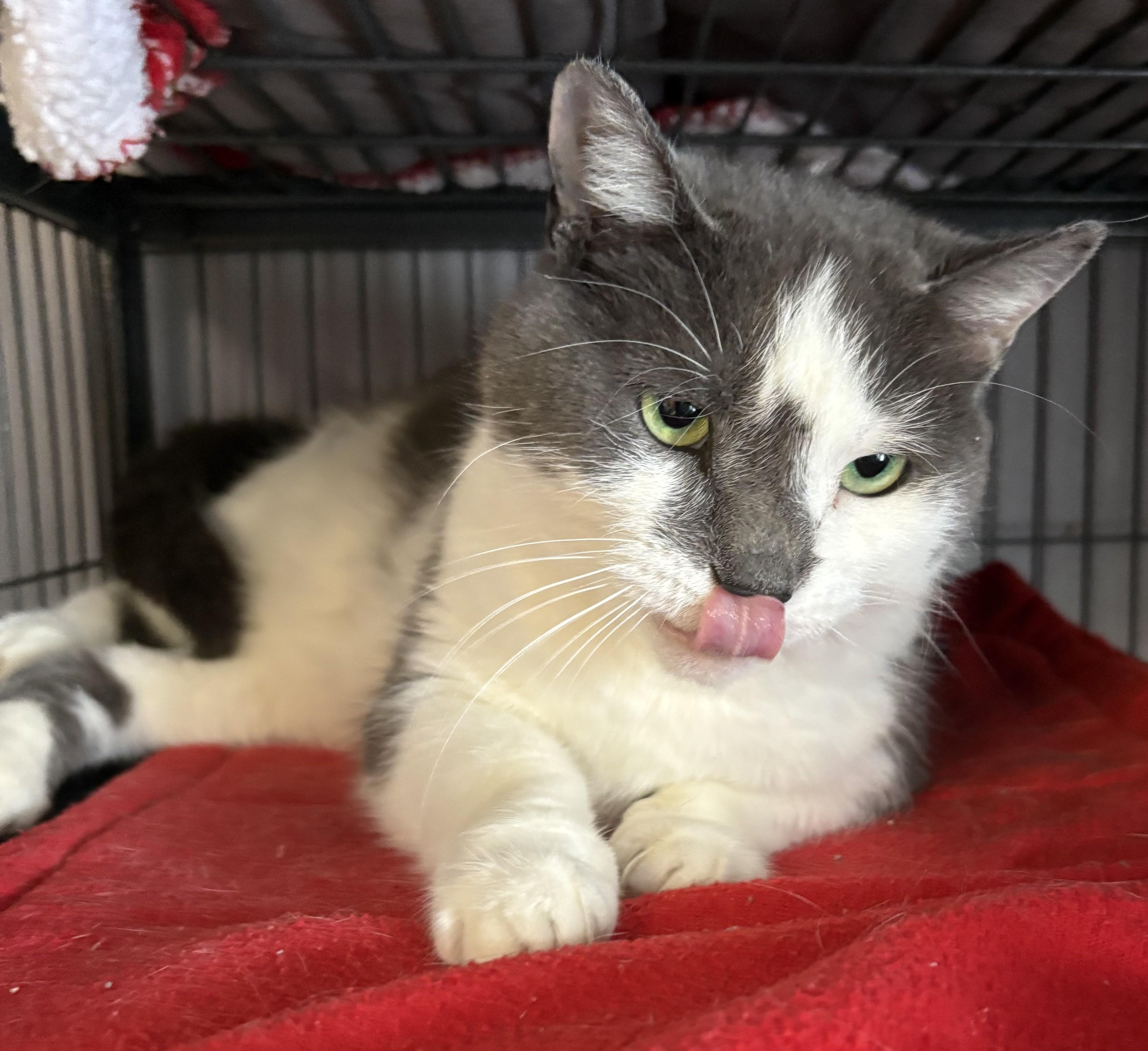 Enlarge Juanita, an adopted Domestic Short Hair in Columbus, OH image 3/4