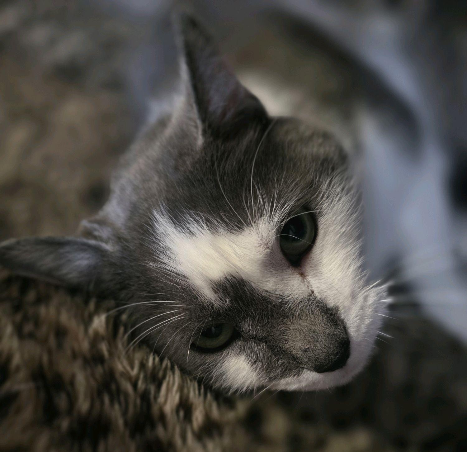 Enlarge Juanita, an adopted Domestic Short Hair in Columbus, OH image 4/4