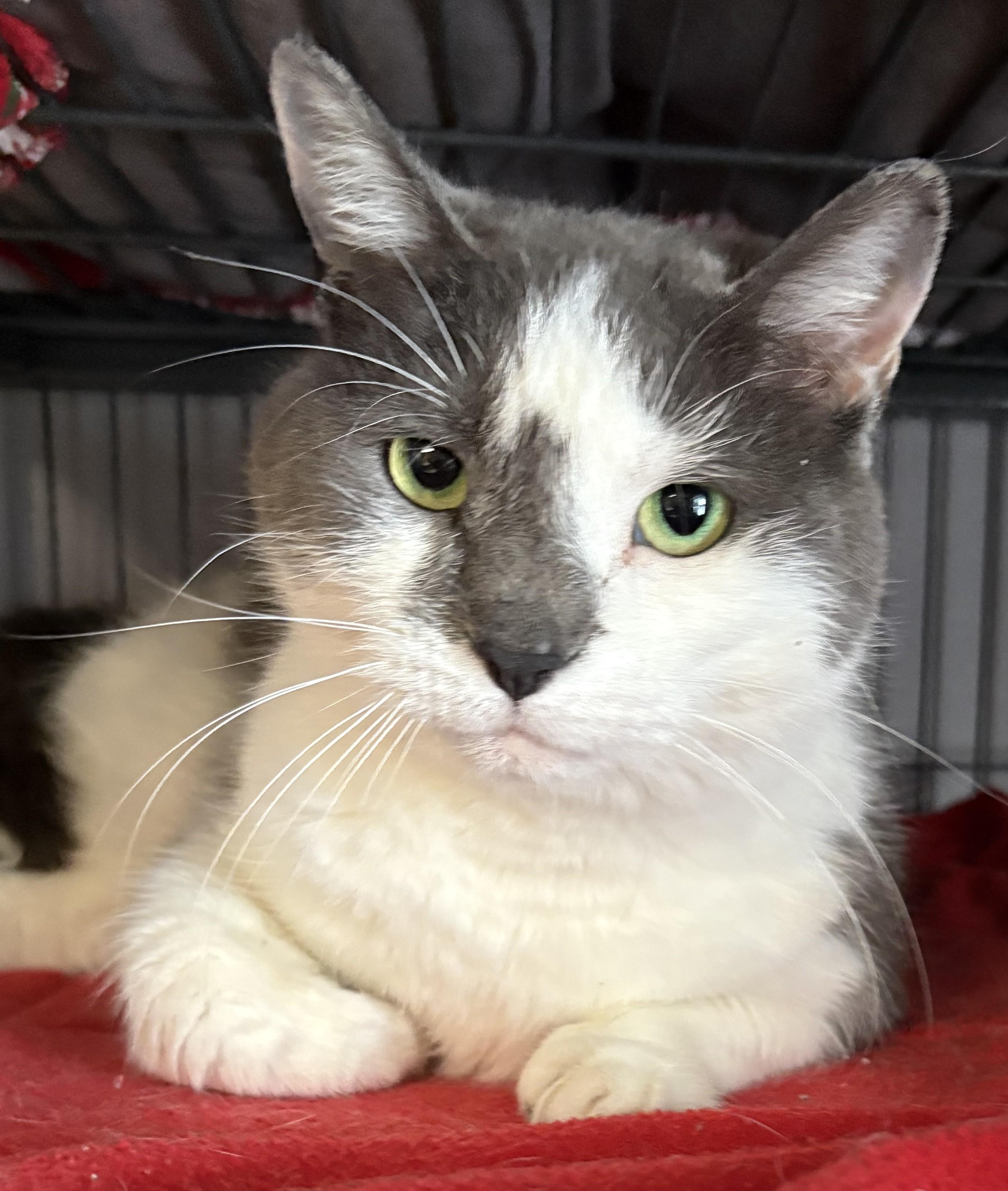 Enlarge Juanita, an adopted Domestic Short Hair in Columbus, OH image 2/4