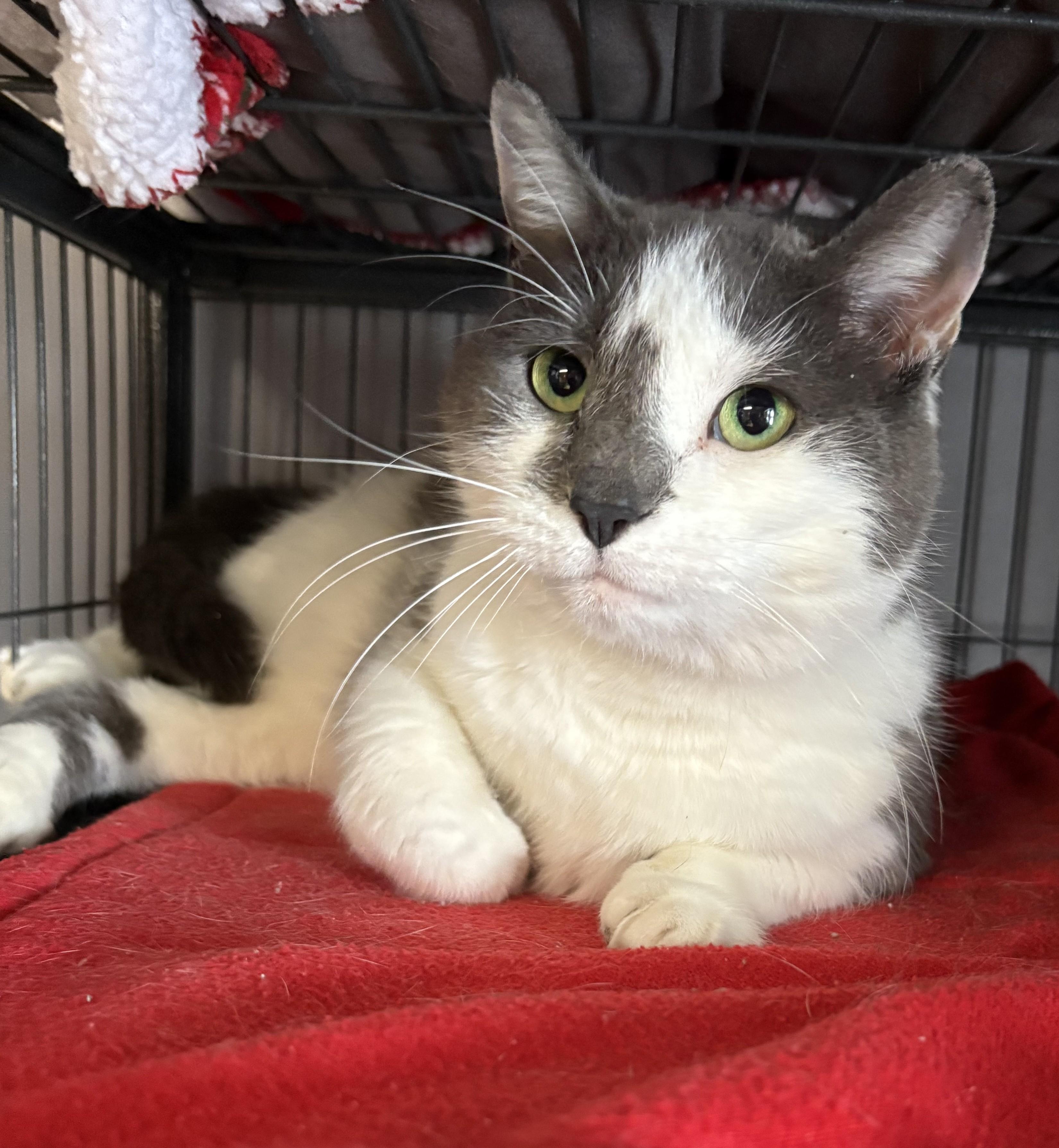 Juanita, adopted, Adult Female Domestic Short Hair.