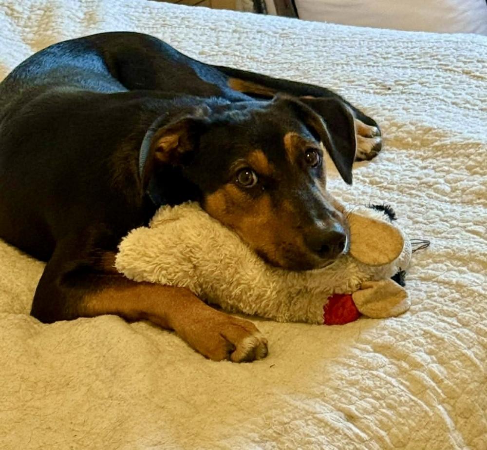 Enlarge Negan, a Adoptable mixed breed in Middletown, CT image 1/6