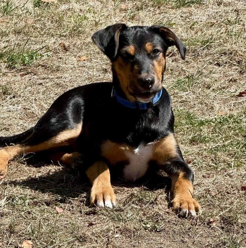 Enlarge Negan, a Adoptable mixed breed in Middletown, CT image 2/6