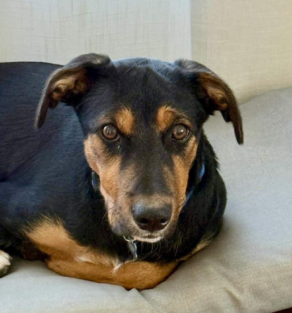 Enlarge Negan, a Adoptable mixed breed in Middletown, CT image 3/6