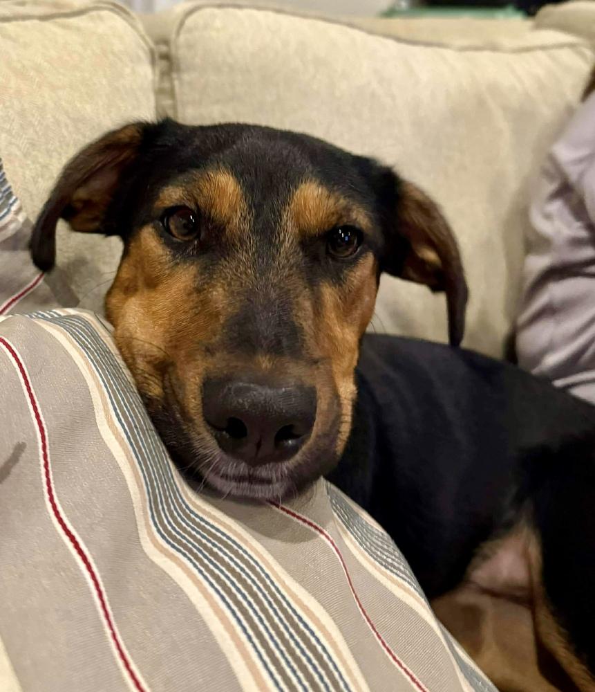 Enlarge Negan, a Adoptable mixed breed in Middletown, CT image 4/6