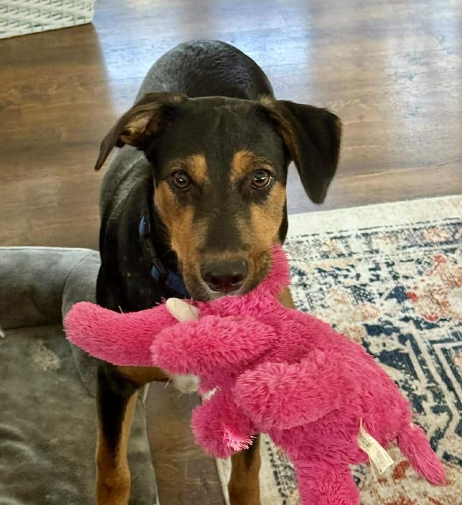 Enlarge Negan, a Adoptable mixed breed in Middletown, CT image 6/6