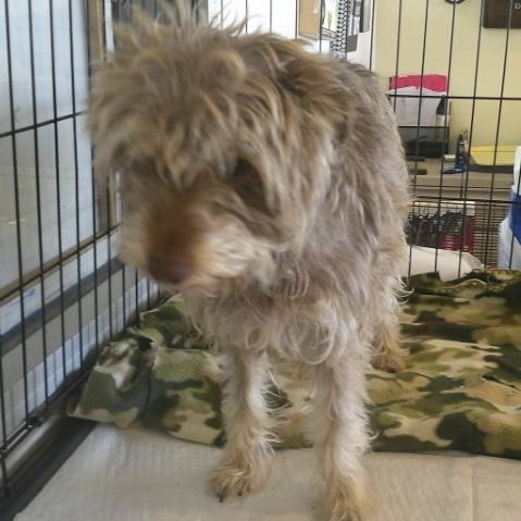 Gigi, ADOPTABLE, Young Female Miniature Schnauzer & Yorkshire Terrier.