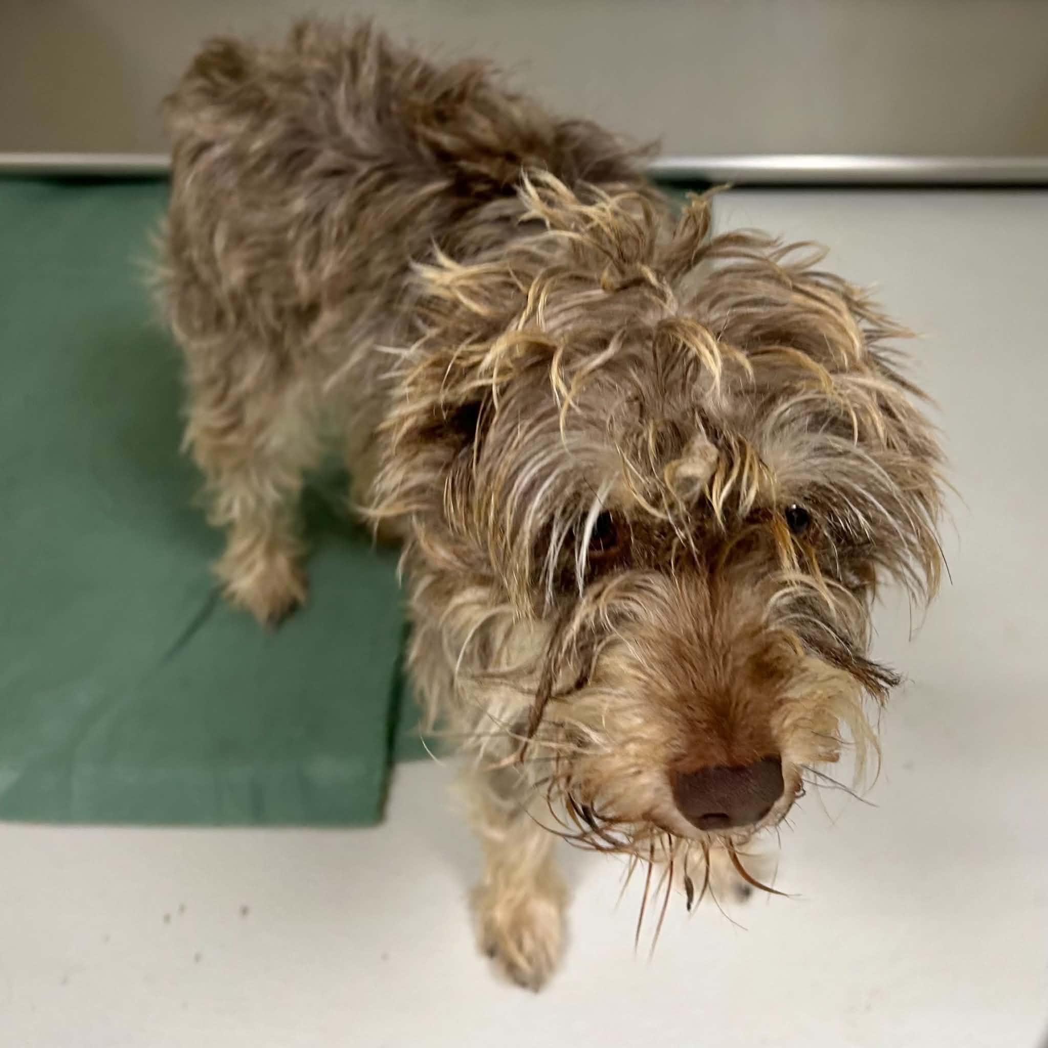 Enlarge Gigi, a ADOPTABLE mixed breed in Boulder, CO image 2/2