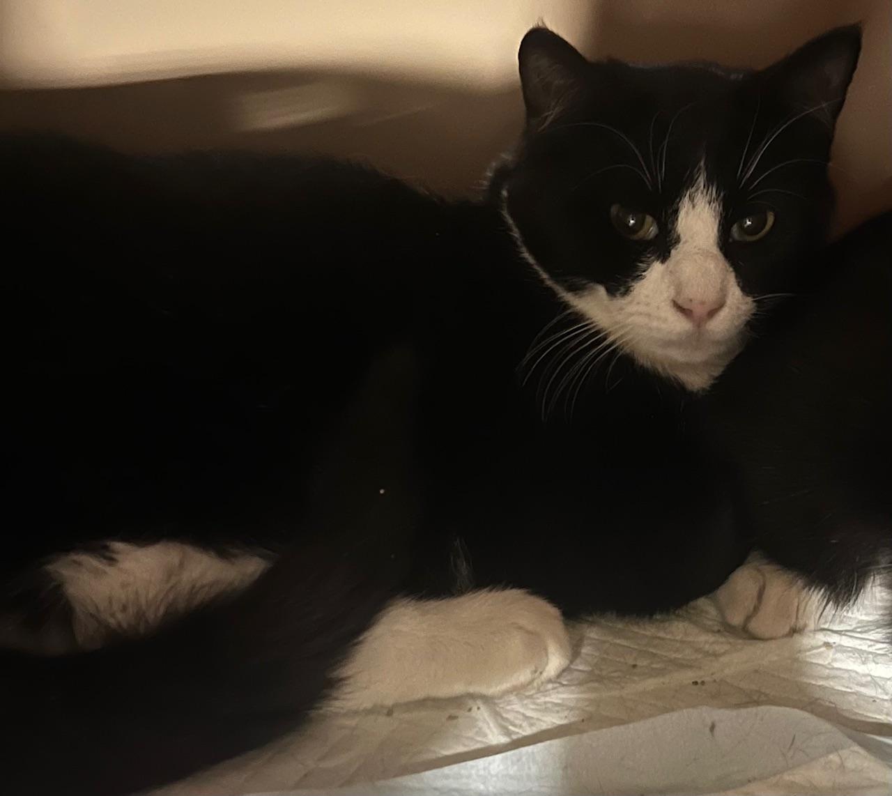 Enlarge Monroe, a ADOPTABLE Domestic Short Hair in Webster City, IA image 1/1