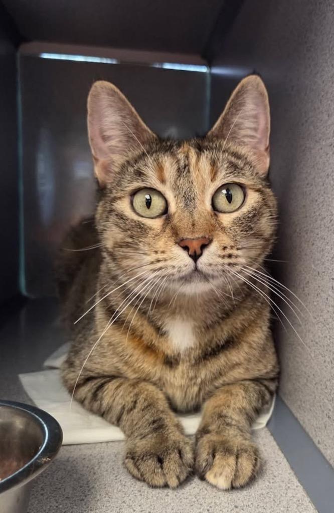 Elaine, Adoptable, Adult Female Domestic Short Hair.