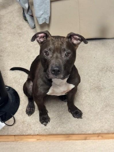 WAGGLES, Adoptable, Adult Male Pit Bull Terrier.