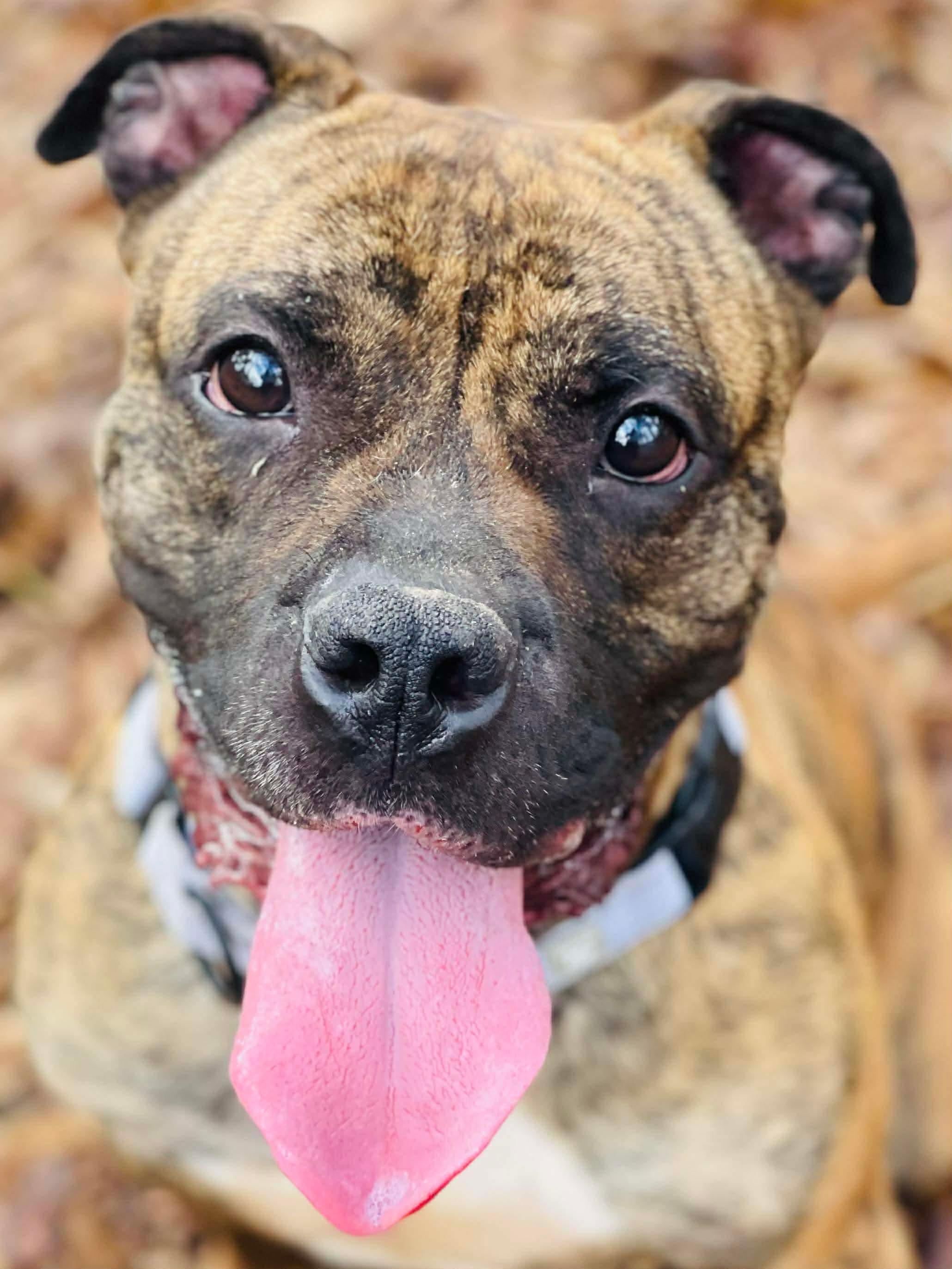 Enlarge Flynn, a ADOPTABLE mixed breed in Oxford, GA image 3/5