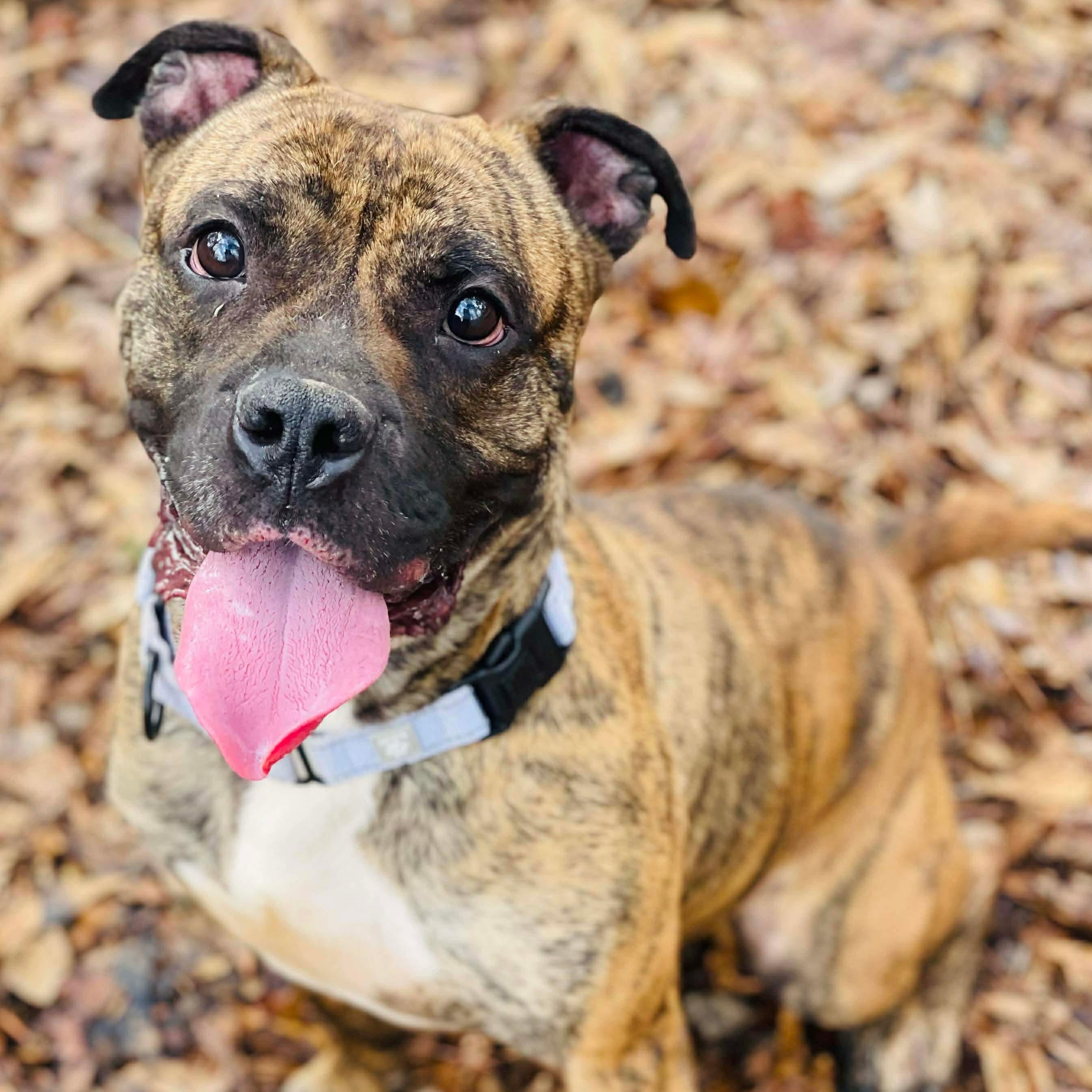 Enlarge Flynn, a ADOPTABLE mixed breed in Oxford, GA image 2/5