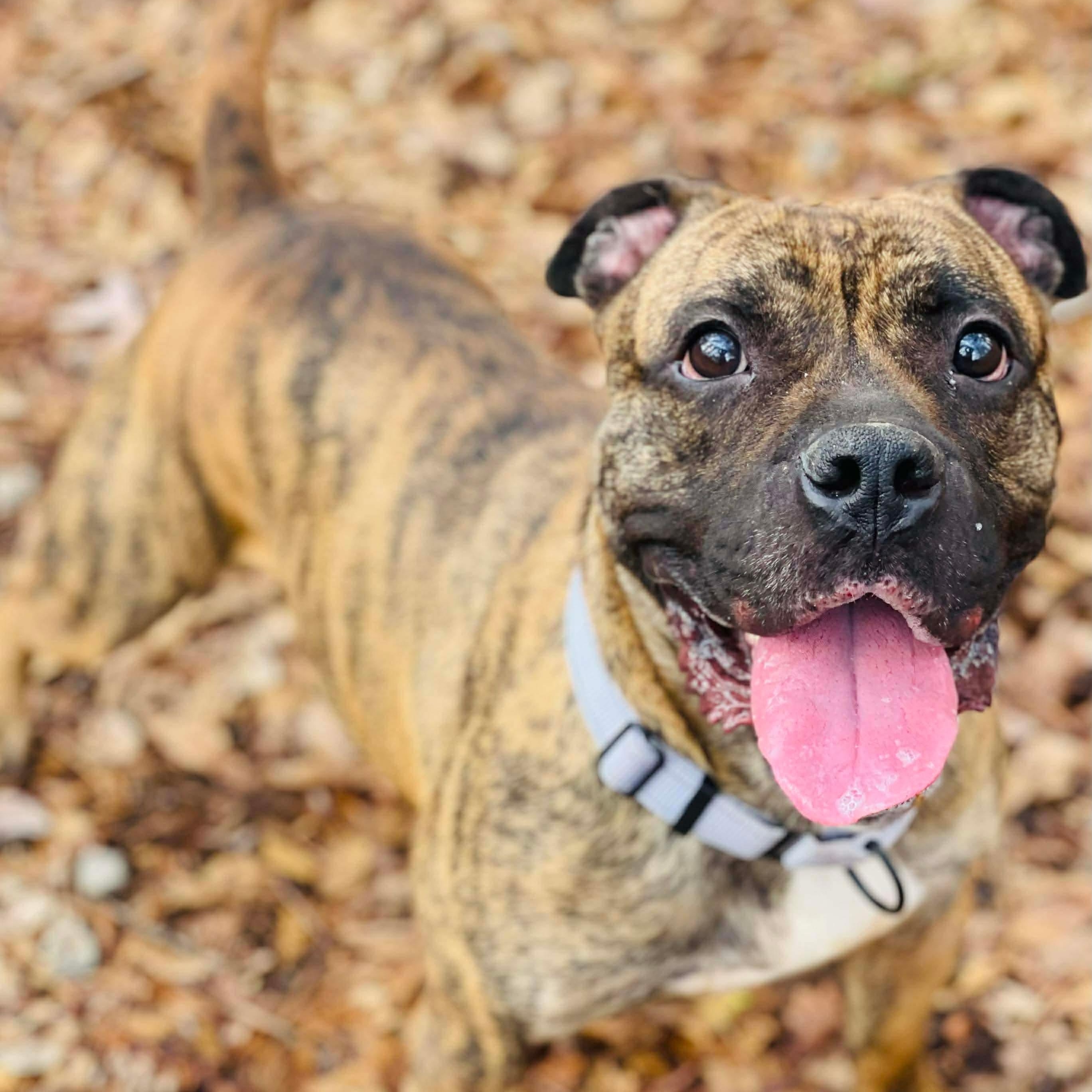 Enlarge Flynn, a ADOPTABLE mixed breed in Oxford, GA image 4/5