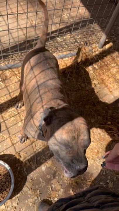 Enlarge Flynn, a ADOPTABLE mixed breed in Oxford, GA video 5/5