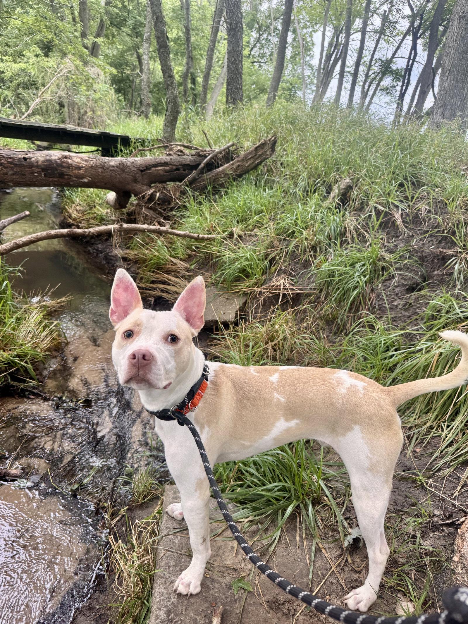 Breeze, Adoptable, Young Male Pit Bull Terrier & Husky.