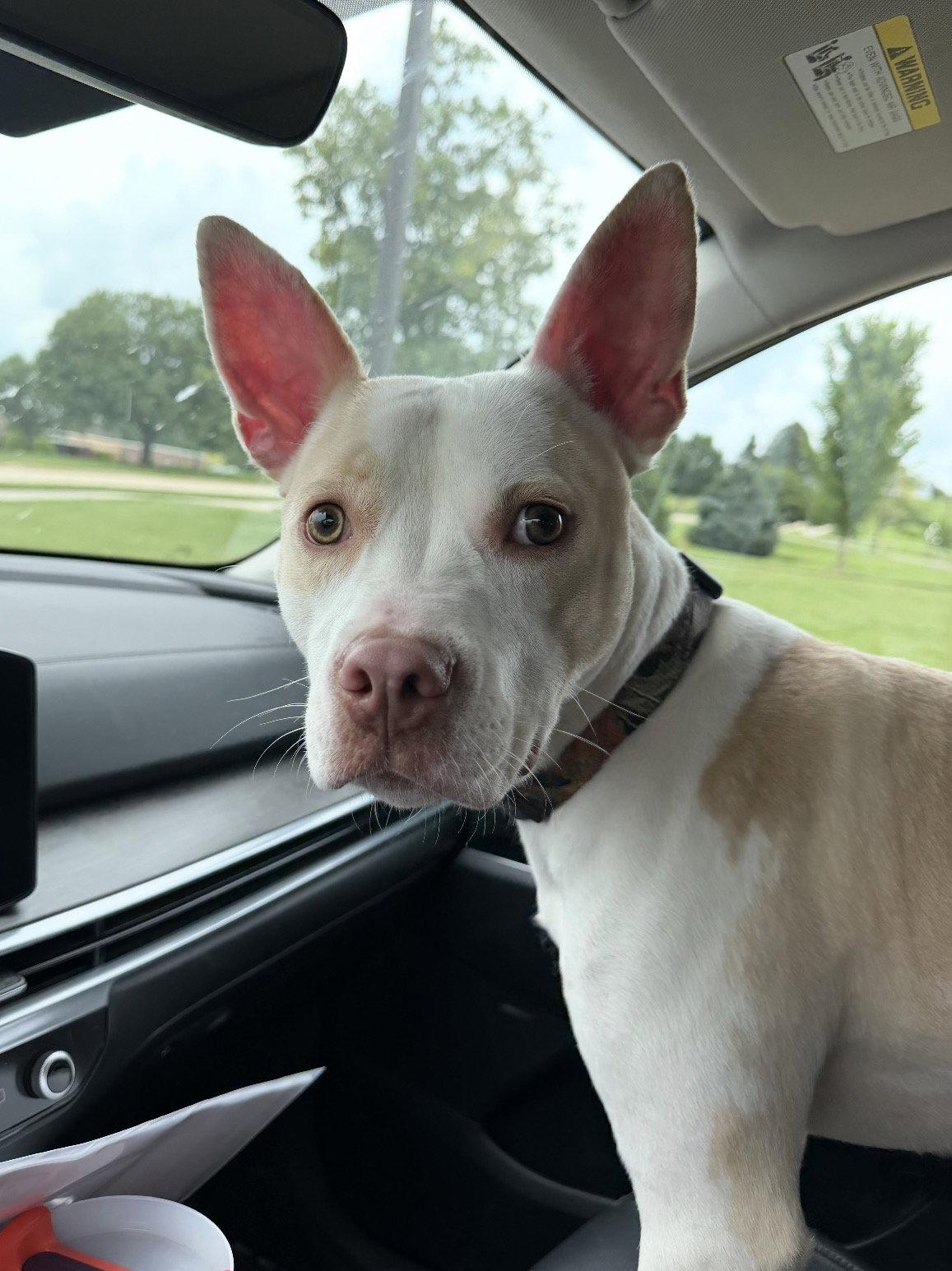 Enlarge Breeze, a Adoptable mixed breed in Williamsburg, IA image 2/3