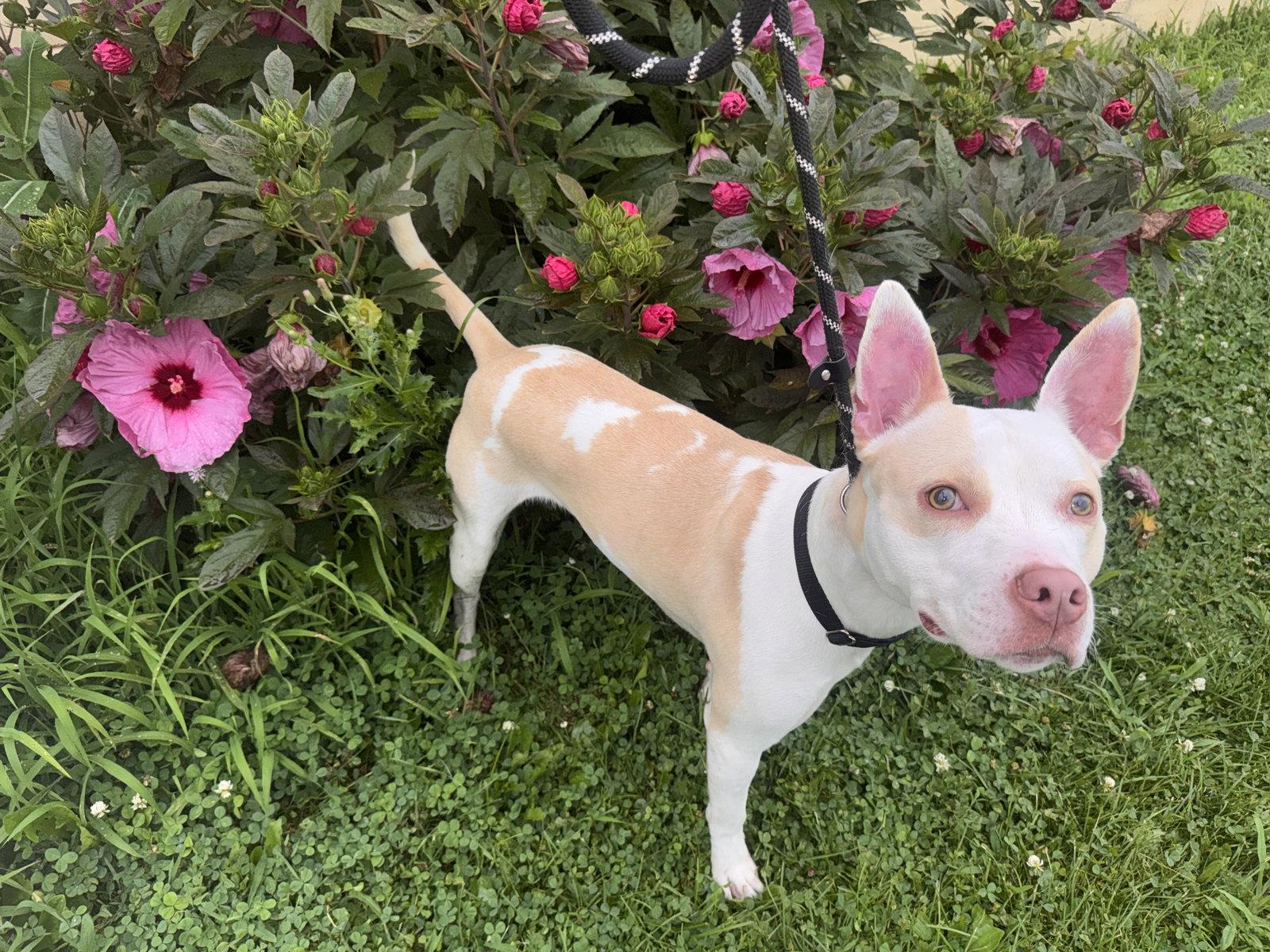 Enlarge Breeze, a Adoptable mixed breed in Williamsburg, IA image 3/3