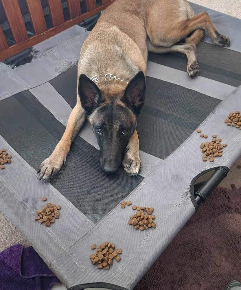 Malort (fka Zin)- Located in Michigan, Adoptable, Adult Female Belgian Shepherd / Malinois.