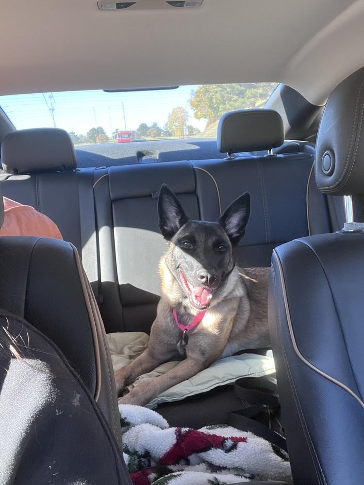 Enlarge Malort (fka Zin)- Located in Michigan, a Adoptable Belgian Shepherd / Malinois in Imlay City, MI image 2/6