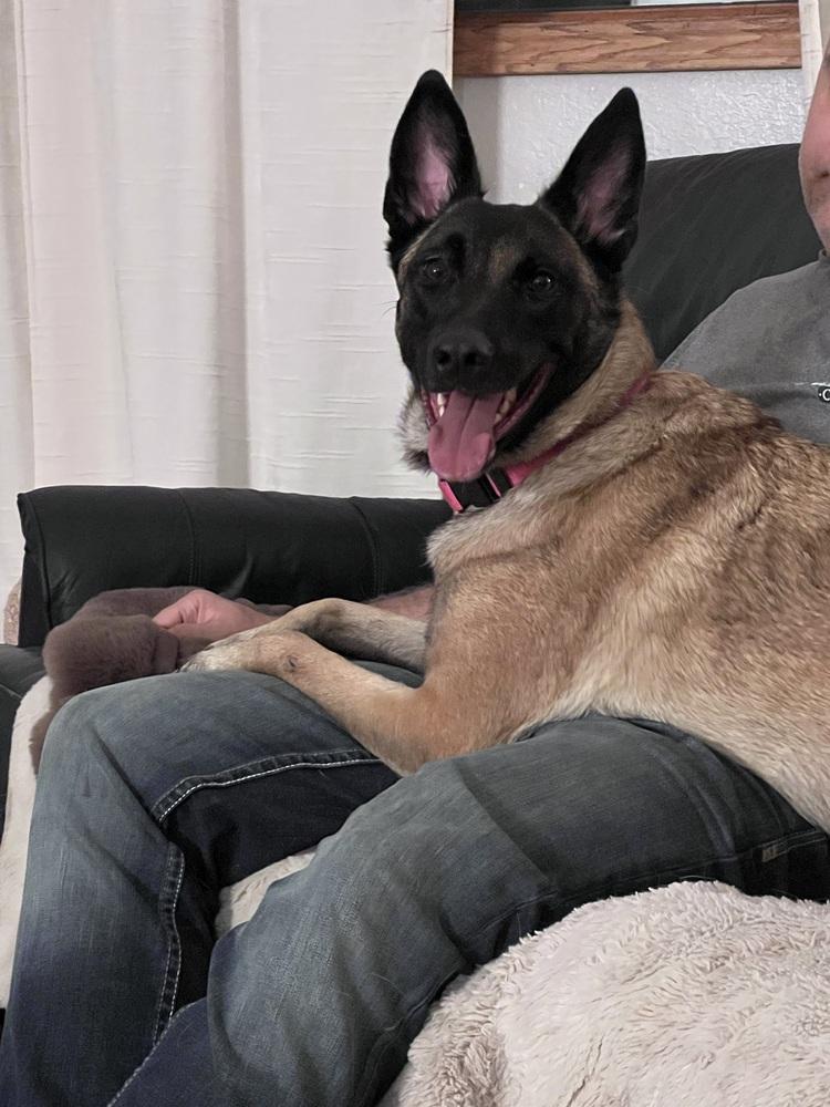 Enlarge Malort (fka Zin)- Located in Michigan, a Adoptable Belgian Shepherd / Malinois in Imlay City, MI image 4/6