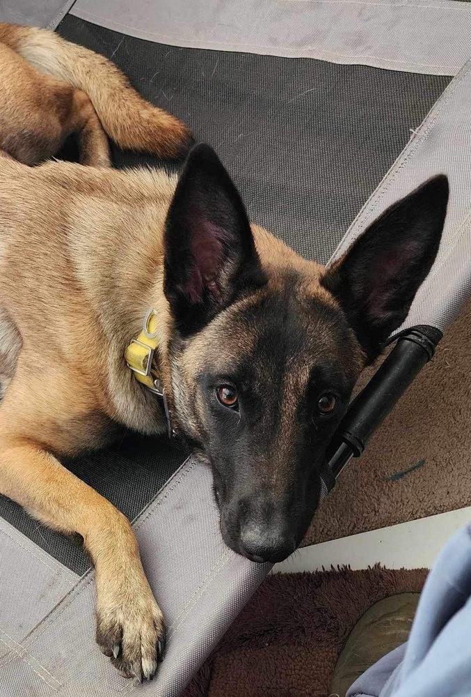Enlarge Malort (fka Zin)- Located in Michigan, a Adoptable Belgian Shepherd / Malinois in Imlay City, MI image 5/6