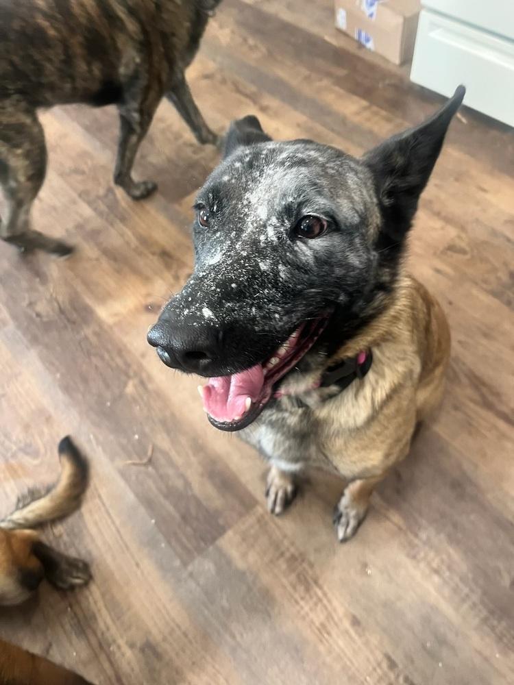 Enlarge Malort (fka Zin)- Located in Michigan, a Adoptable Belgian Shepherd / Malinois in Imlay City, MI image 6/6