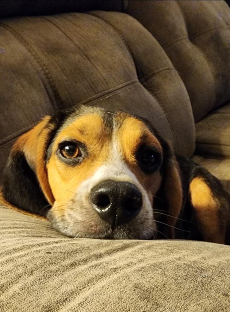 Elvis, Adoptable, Adult Male Basset Hound.