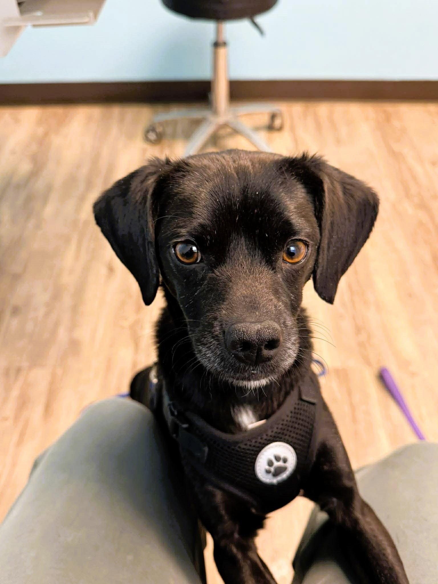 Felix, Adopted, Adult Male Mixed Breed.