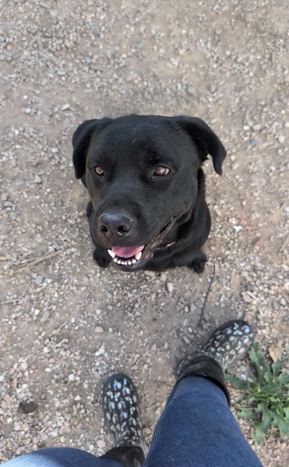 Violet, an adopted mixed breed in Boulder , CO image 6/6