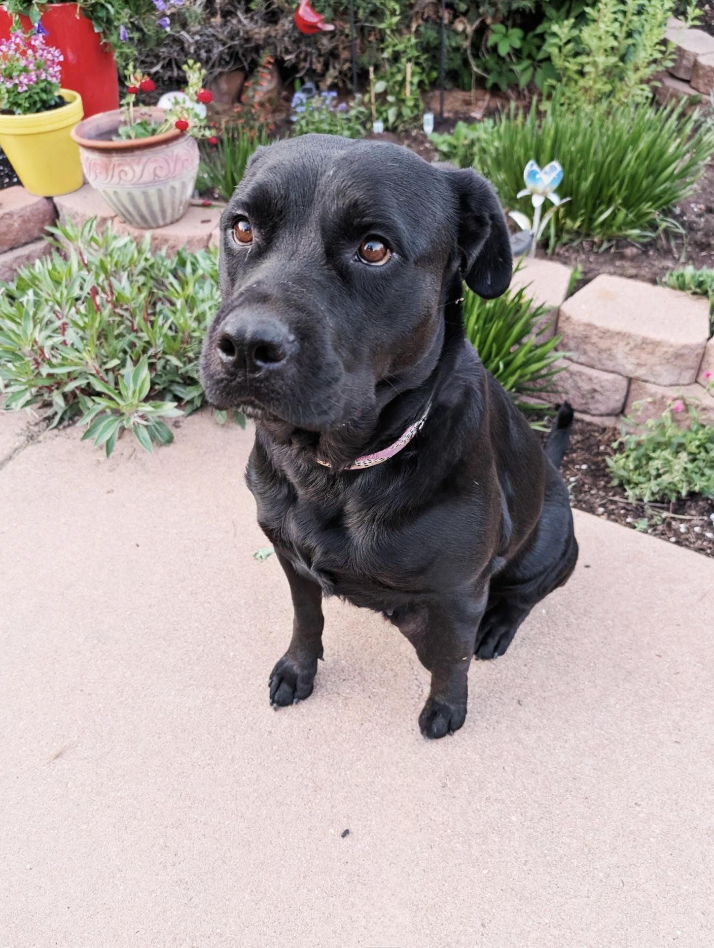 Violet, an adopted mixed breed in Boulder , CO image 3/6