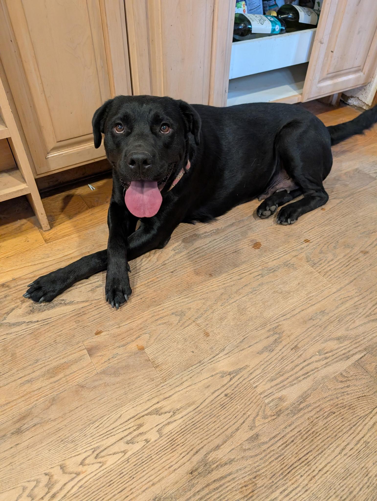 Violet, an adopted mixed breed in Boulder , CO image 2/6