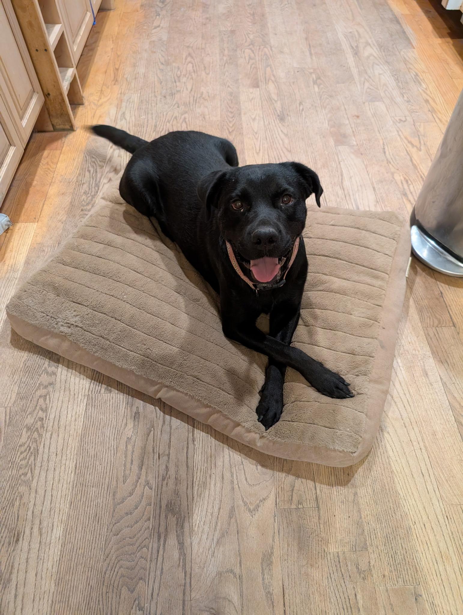 Violet, an adopted mixed breed in Boulder , CO image 4/6