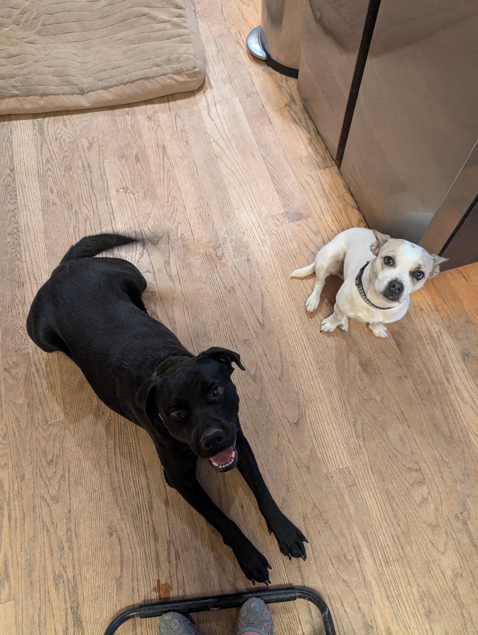 Violet, an adopted mixed breed in Boulder , CO image 5/6