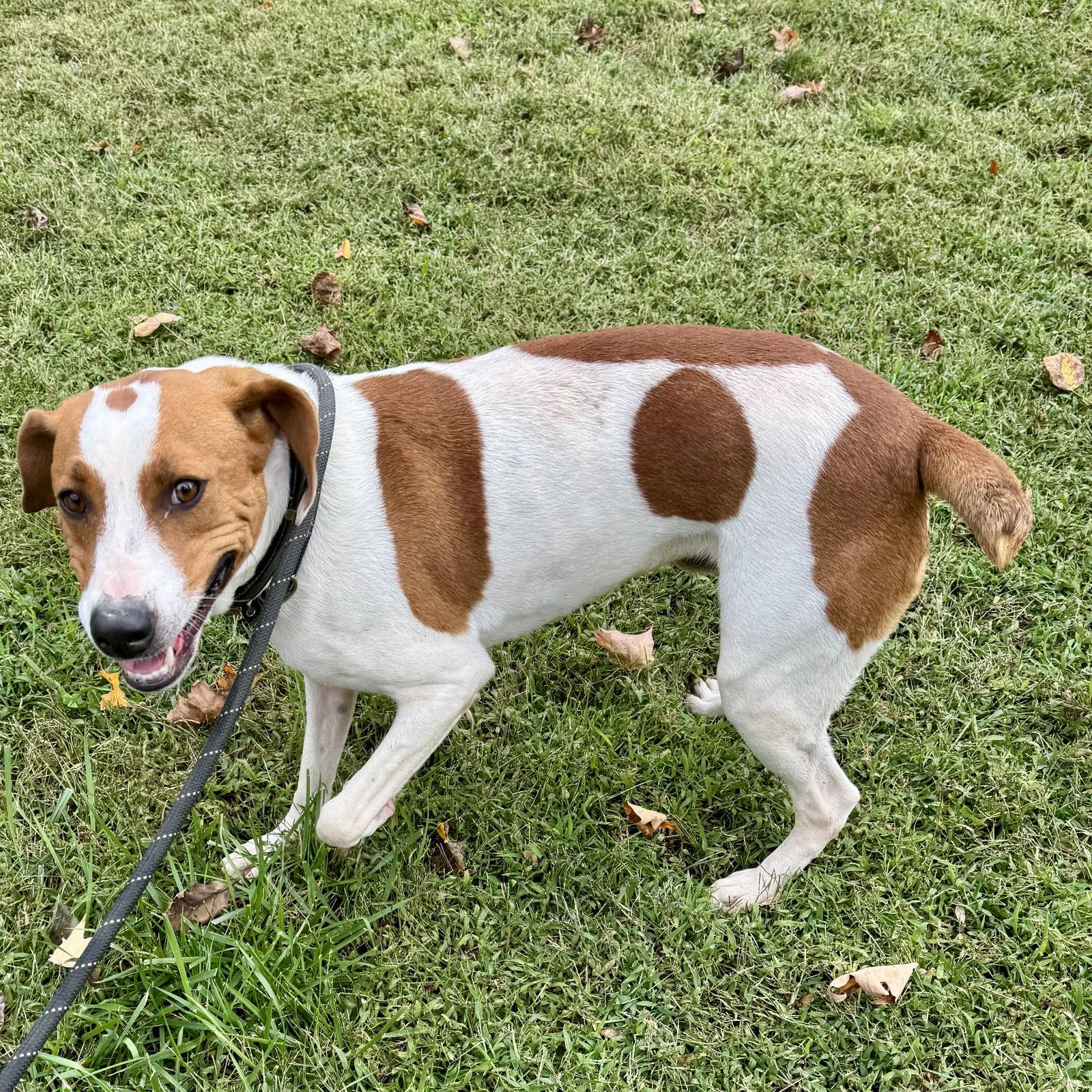 Enlarge Jimmy, a Adoptable Beagle in Sparta, TN image 1/3