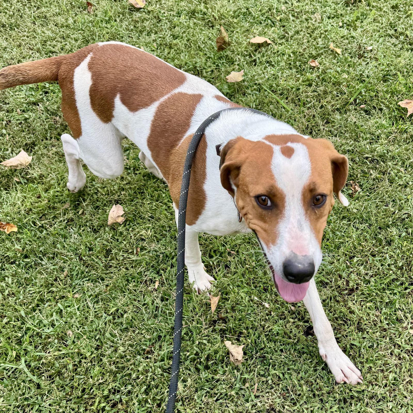 Enlarge Jimmy, a Adoptable Beagle in Sparta, TN image 2/3