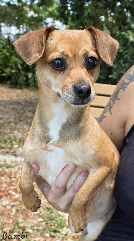 Bambi, an adopted mixed breed in Key Largo, FL image 3/6