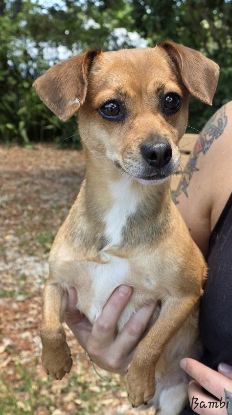 Bambi, an adopted mixed breed in Key Largo, FL image 2/6