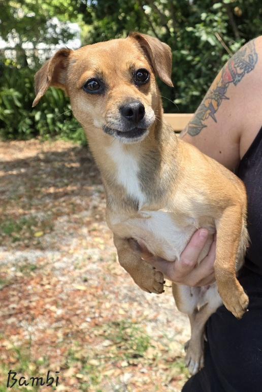 Bambi, an adopted mixed breed in Key Largo, FL image 6/6