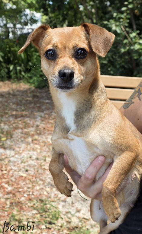 Bambi, an adopted mixed breed in Key Largo, FL image 4/6